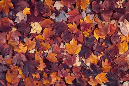 Colorful autumn leaves in shades of red, orange, yellow, and brown scattered on dark ground